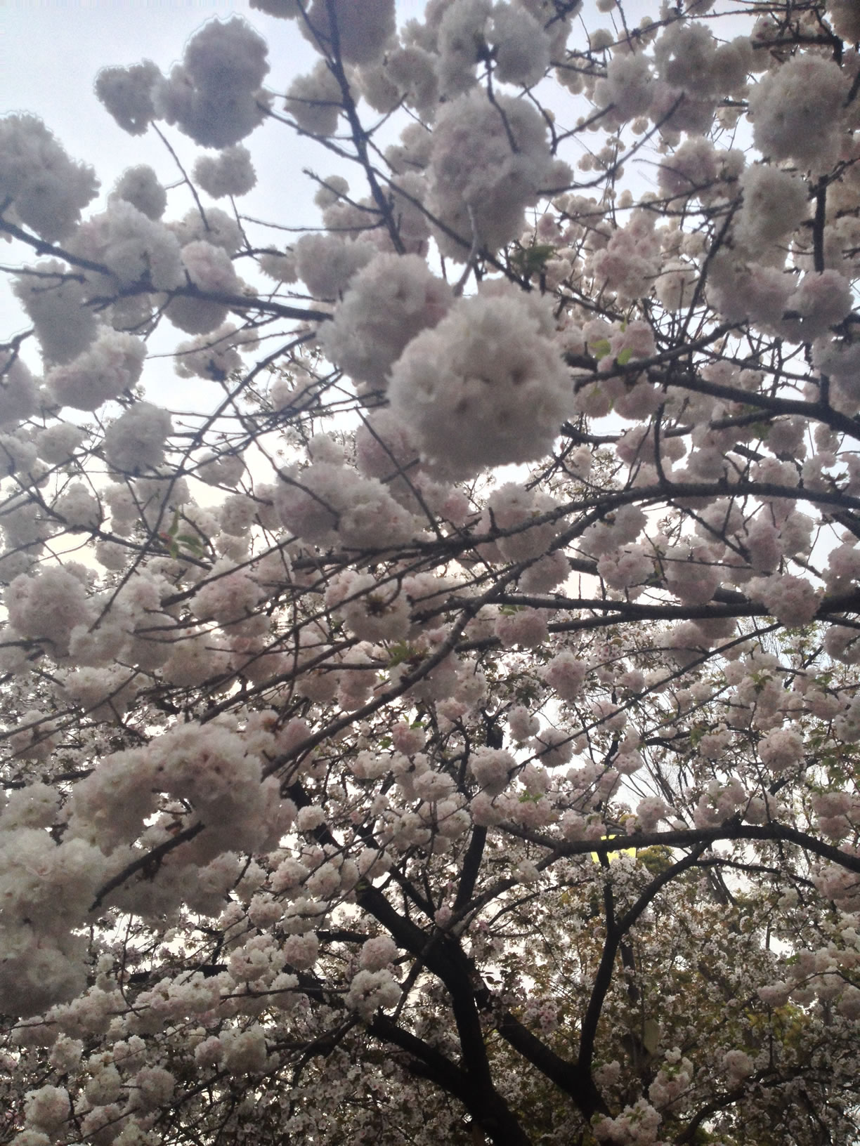 2014年の造幣局桜の通り抜け26 2014年の造幣局桜の通り抜け26